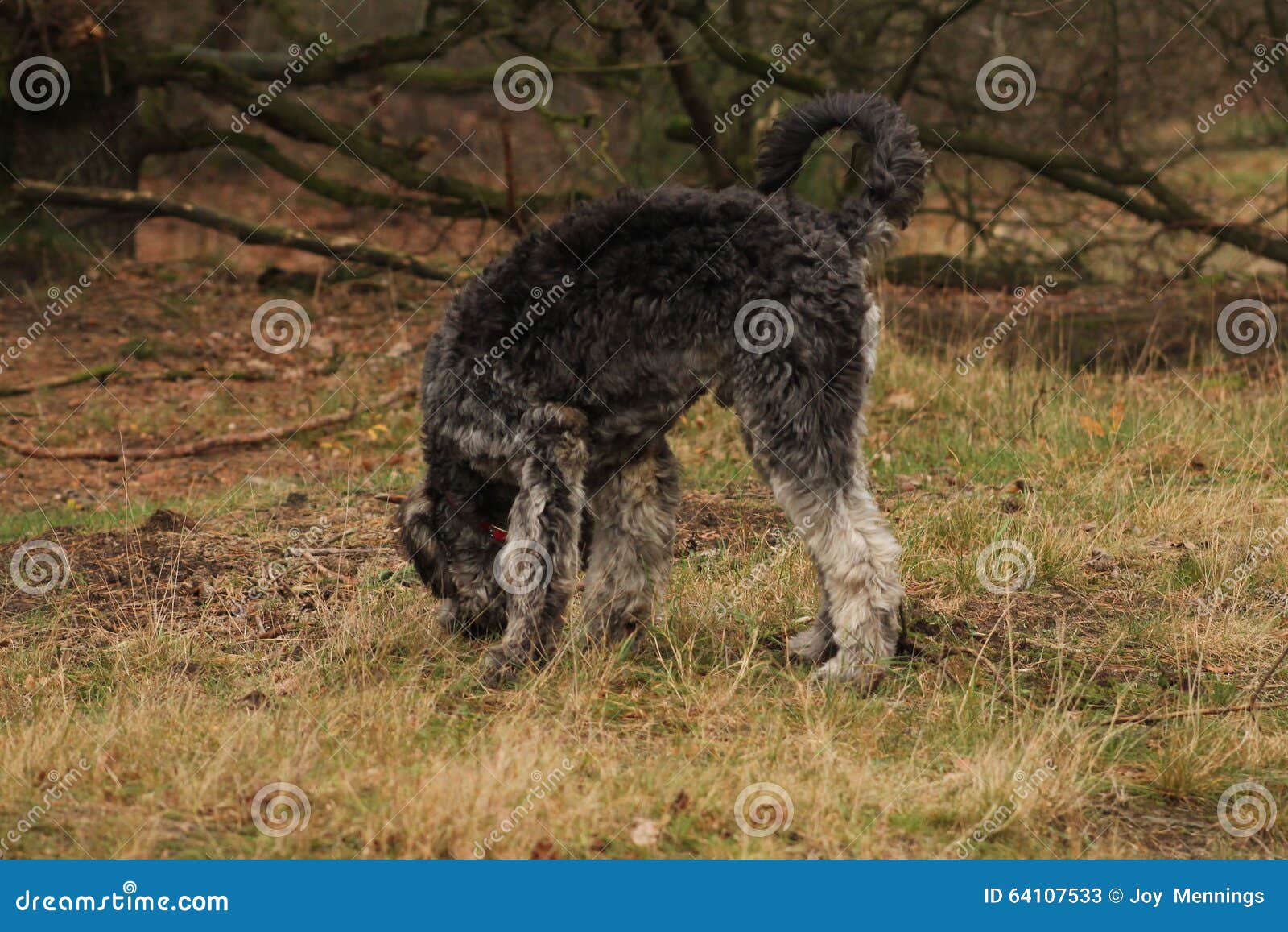 Dog stock image. Image of black, doodle, grass, green 64107533