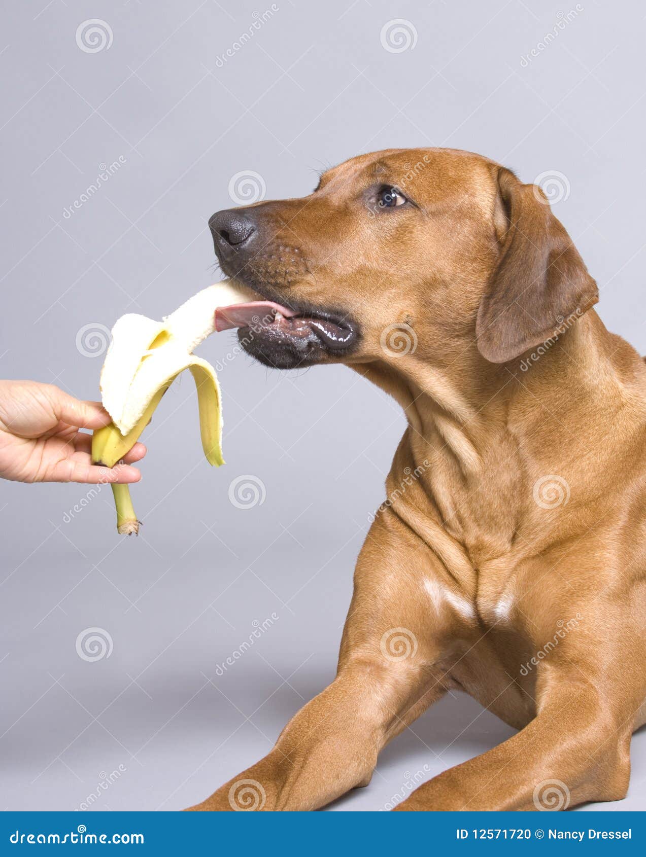 Are Bananas Good For The Belgian Shepherd
