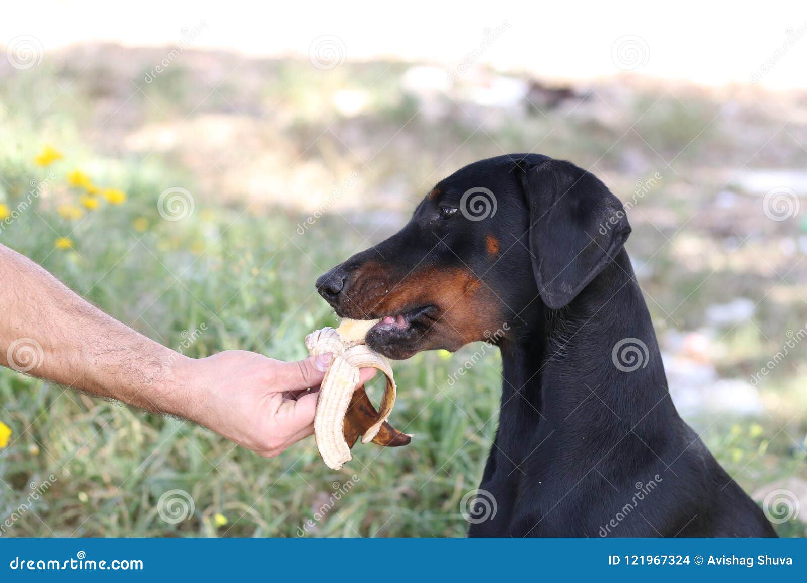 dachshund eating banana