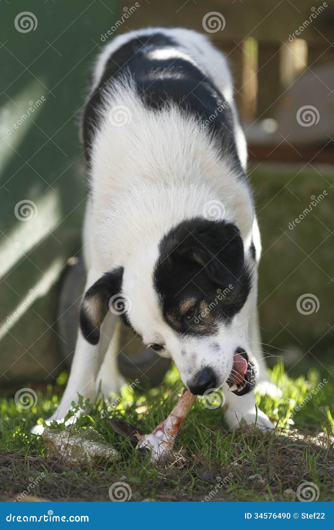 Dog eating bone stock photo. Image of crazy, cute, dogs 34576490