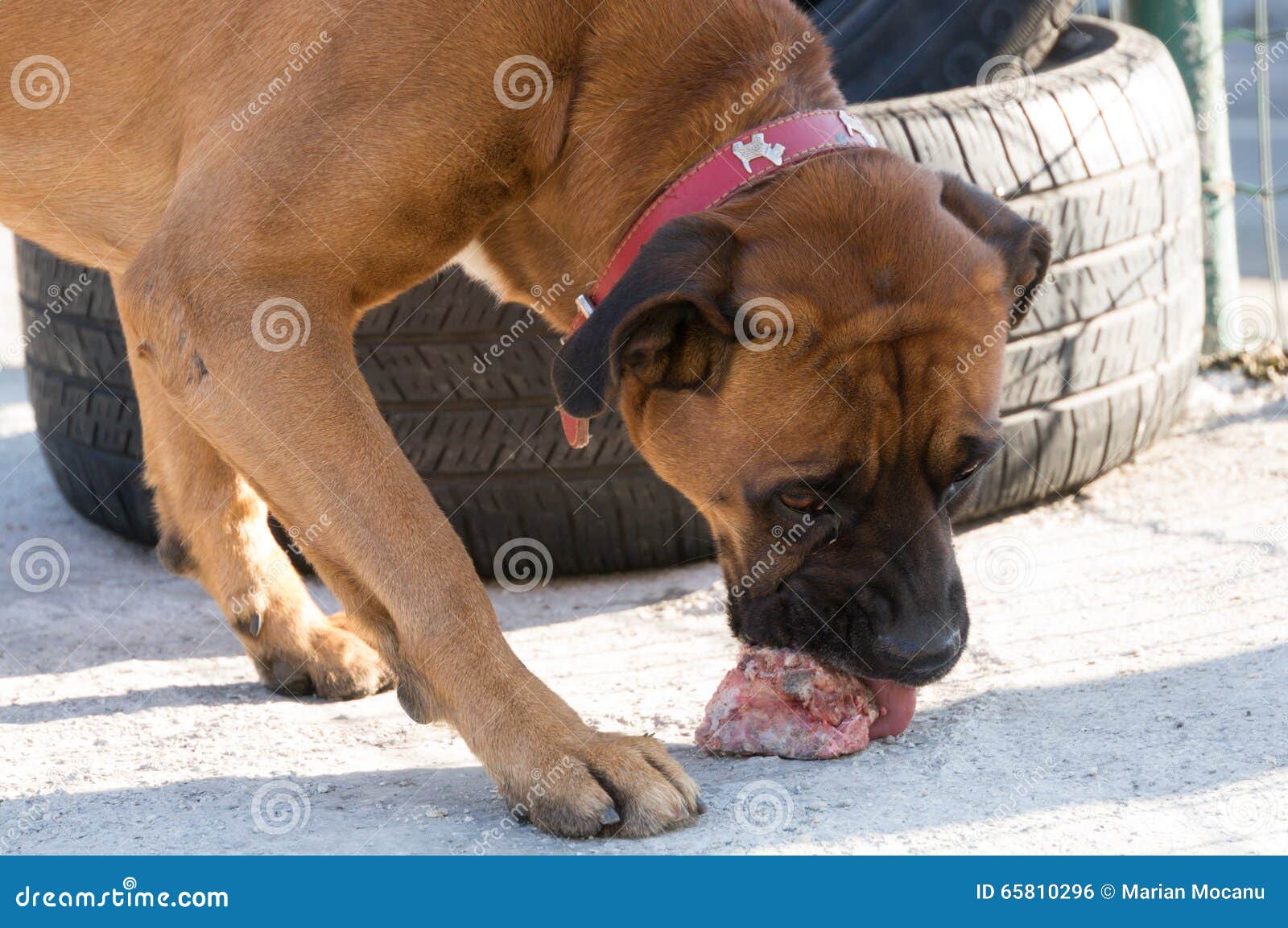 Dog eating a bone stock photo. Image of shepherd, nutrition 65810296