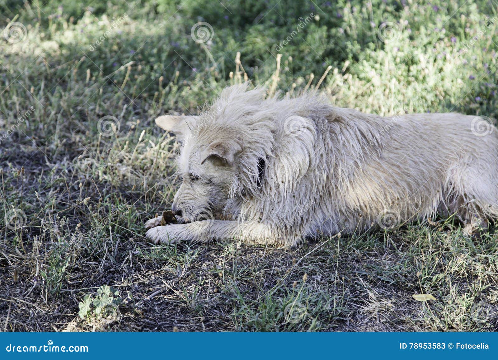 Dog eating bone stock image. Image of breed, detail, hunting 78953583