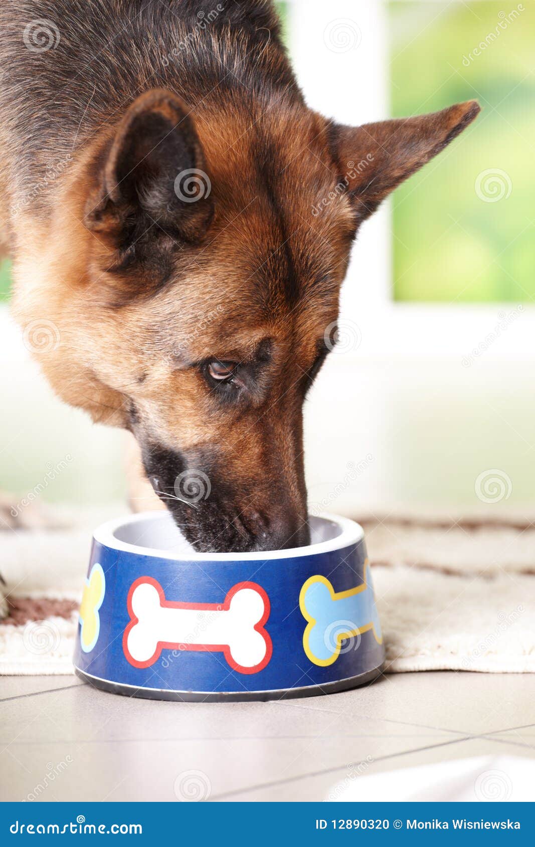 Dog eating from bowl stock photo. Image of breed, house 12890320
