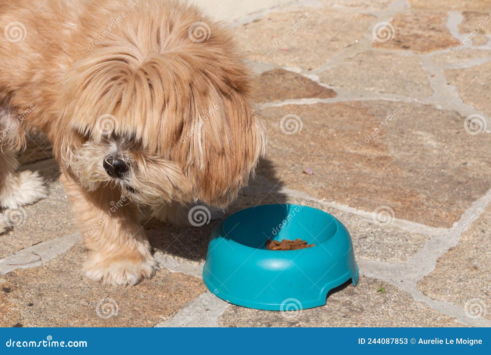 Dog eating in a dog bowl stock image. Image of dish 244087853