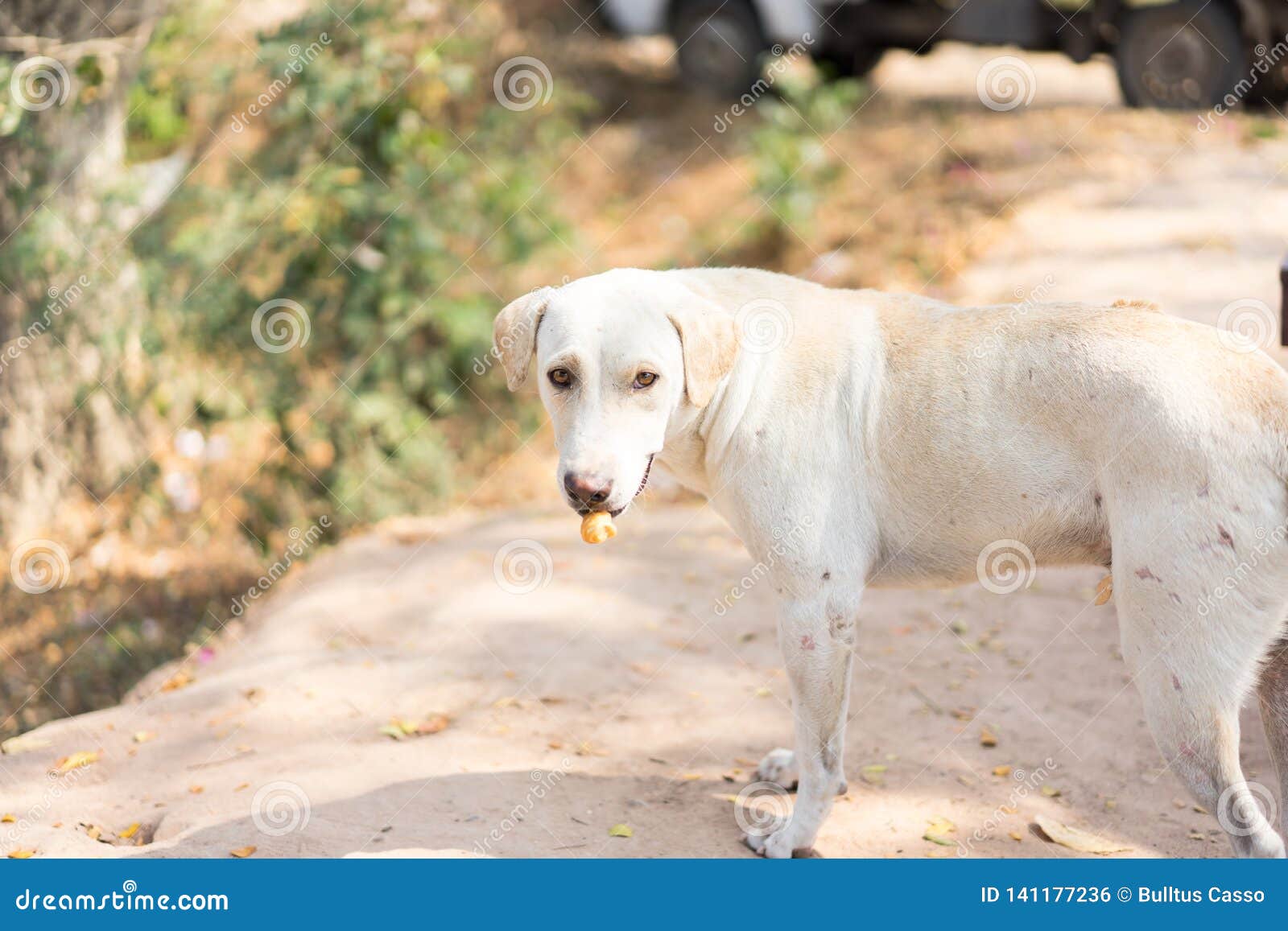 Dog Eating Dry Food At The Garden Stock Photo Image Of Animal Green dog-eating-dry-food-at-the-garden-stock-photo-image-of-animal-green