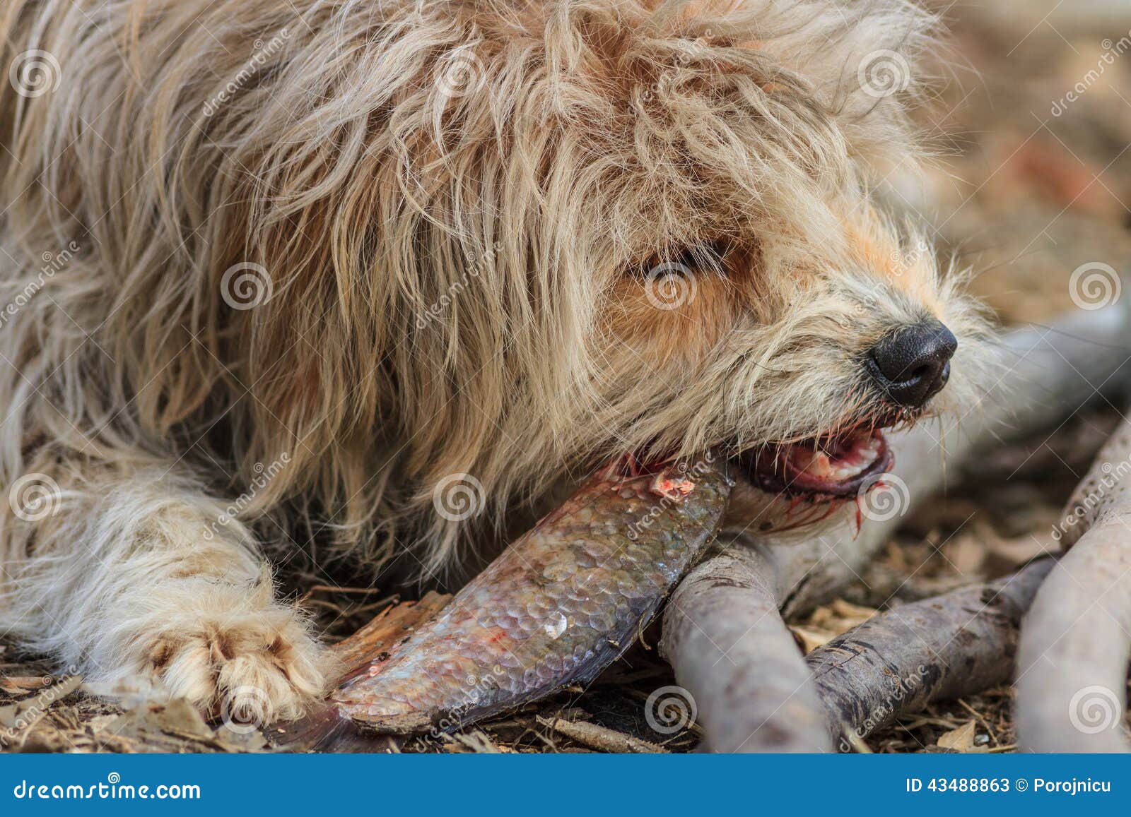 Dog eating a fish stock image. Image of meat, danube 43488863