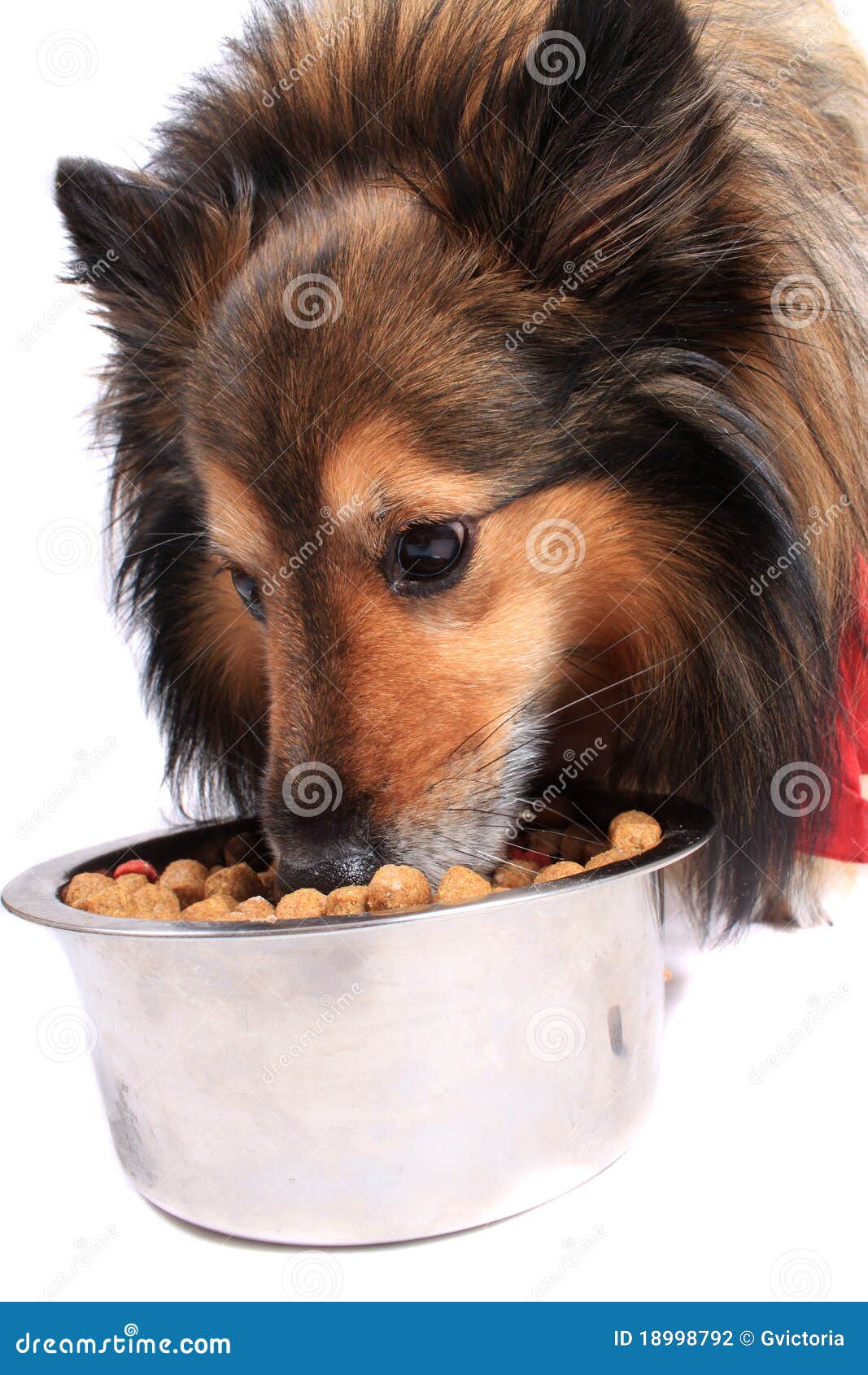 3,920 Lassie Stock Photos - Free & Royalty-Free Stock Photos from Dreamstime