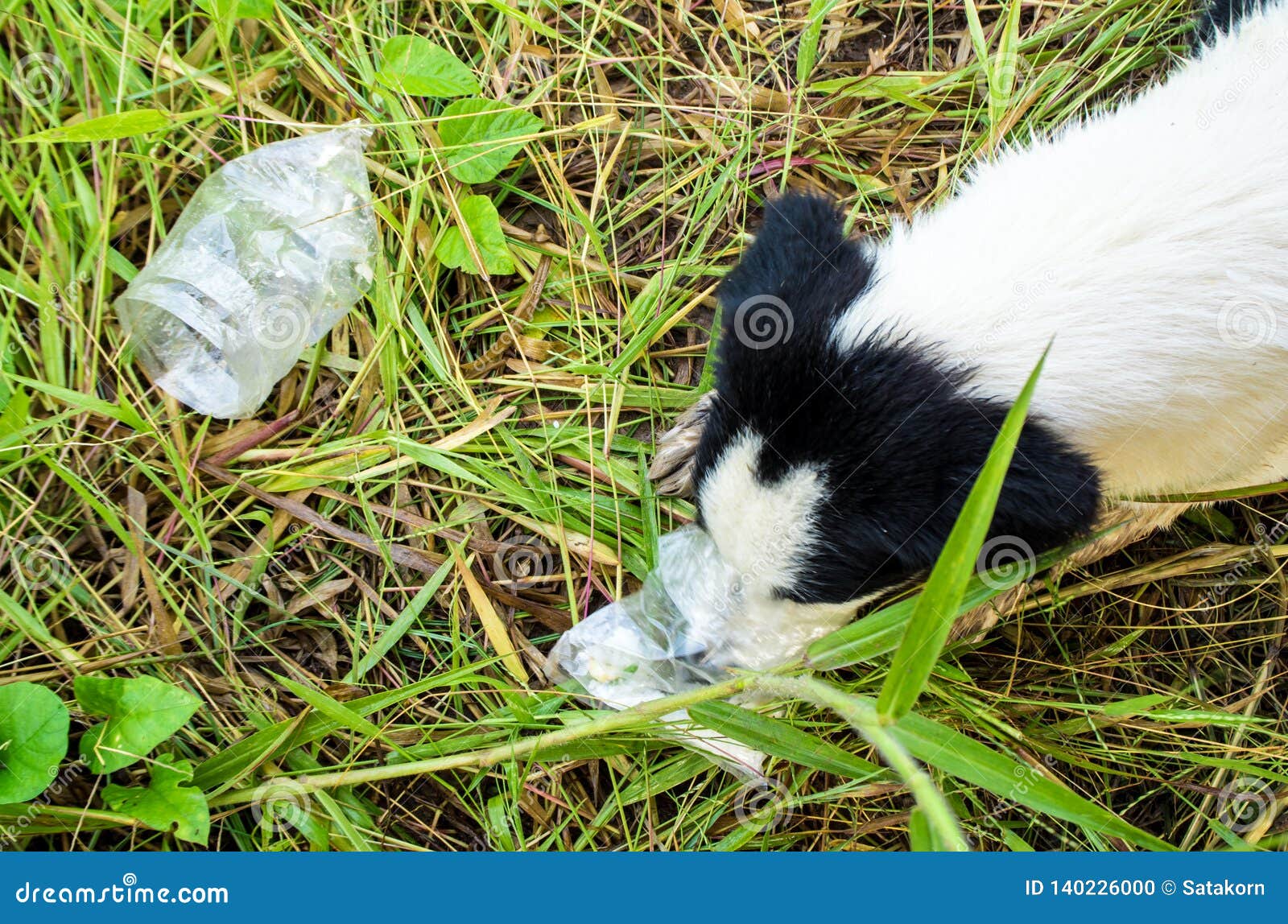 Dog Eating Food in Plastic Bag Stock Photo Image of courtyard