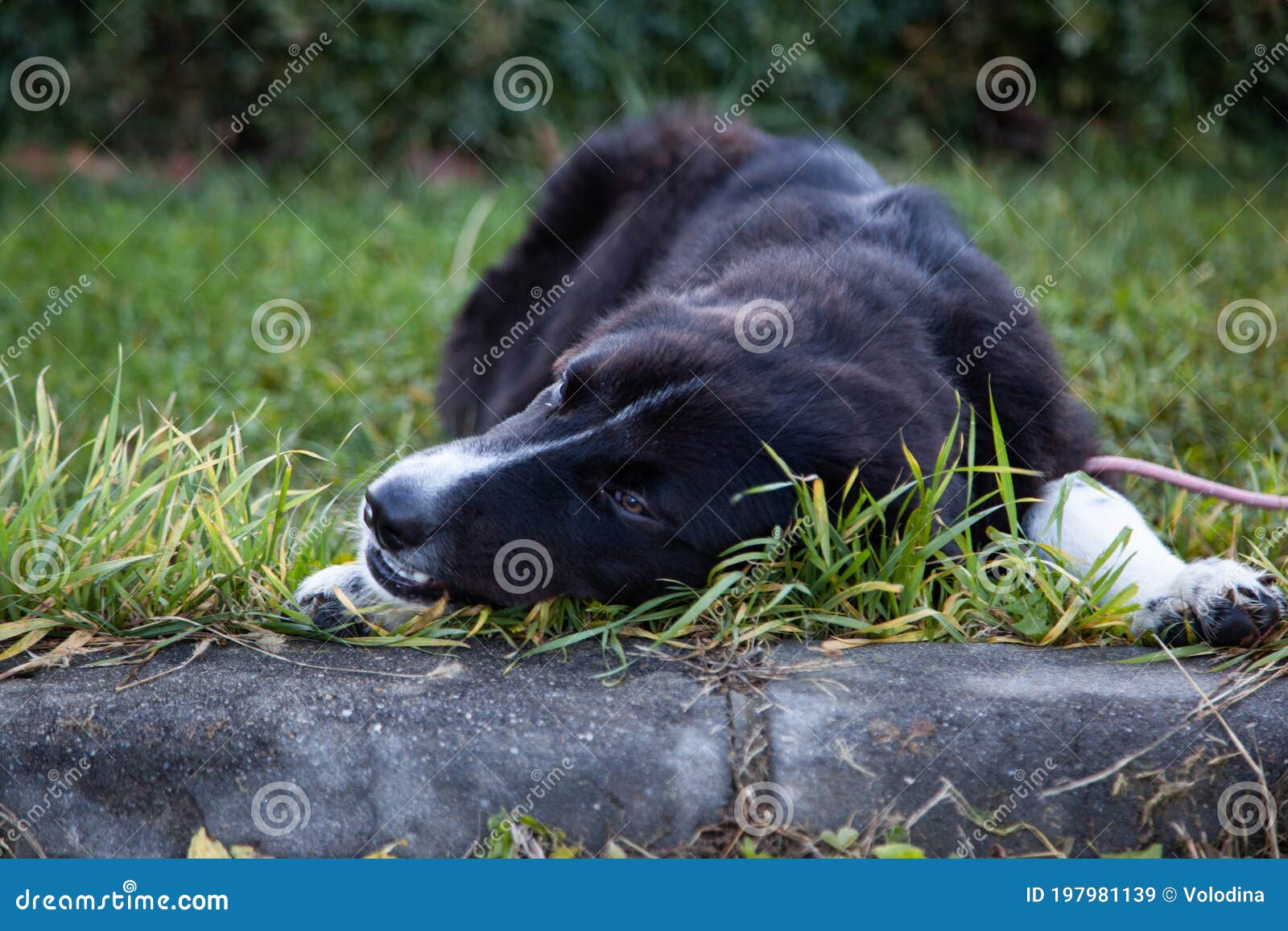 Dog Eating Grass in the Park Stock Image Image of nature, healthy