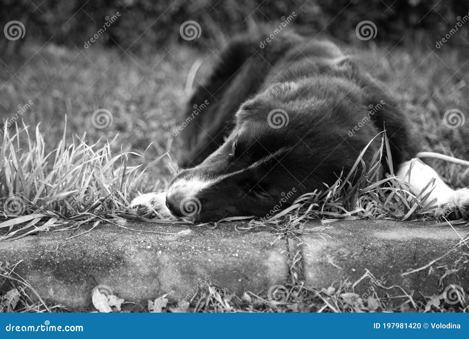 Dog Eating Grass in the Park Stock Photo Image of food, garden 197981420