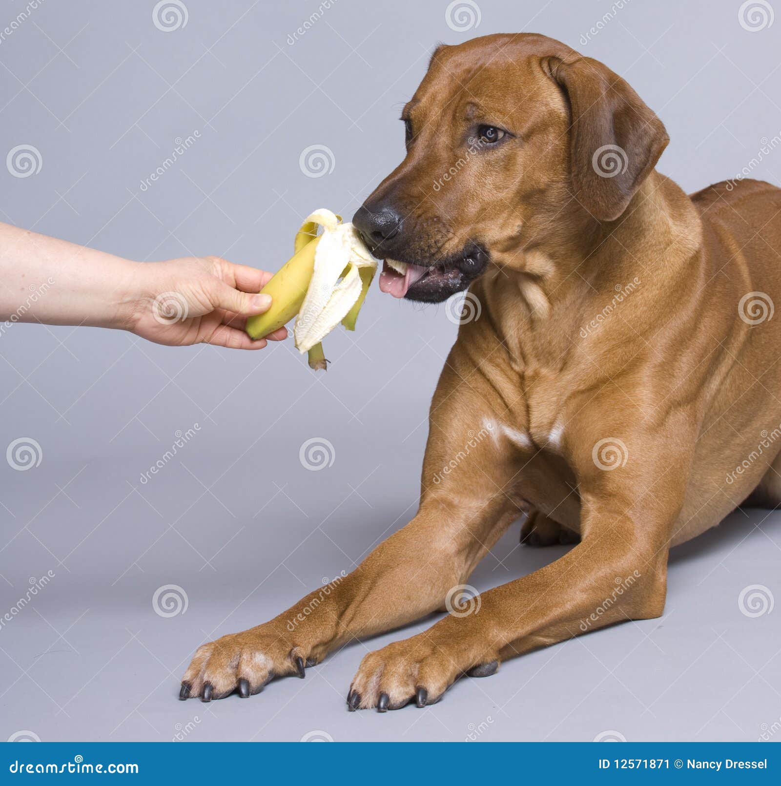 Dog eating healthy food stock image. Image of breed ...