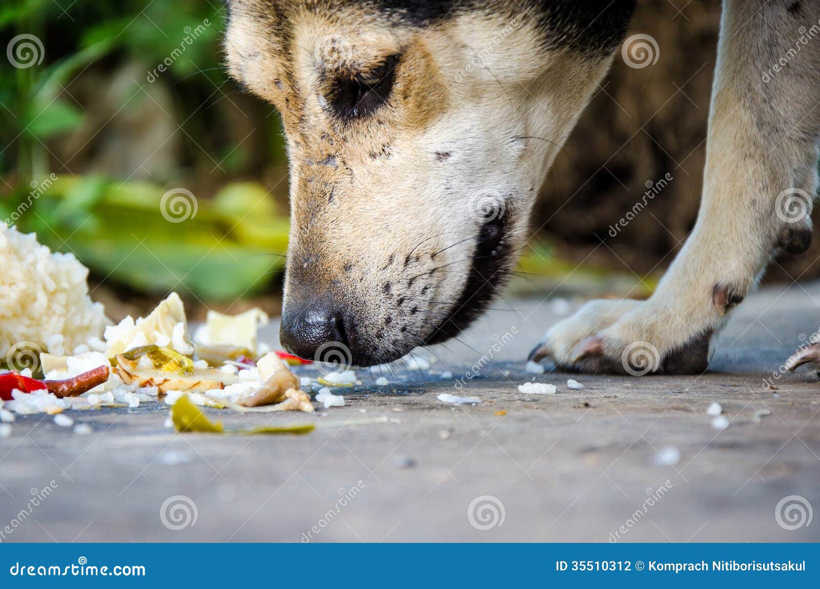 Dog. stock photo. Image of food, rice, closeup, eating - 35510312
