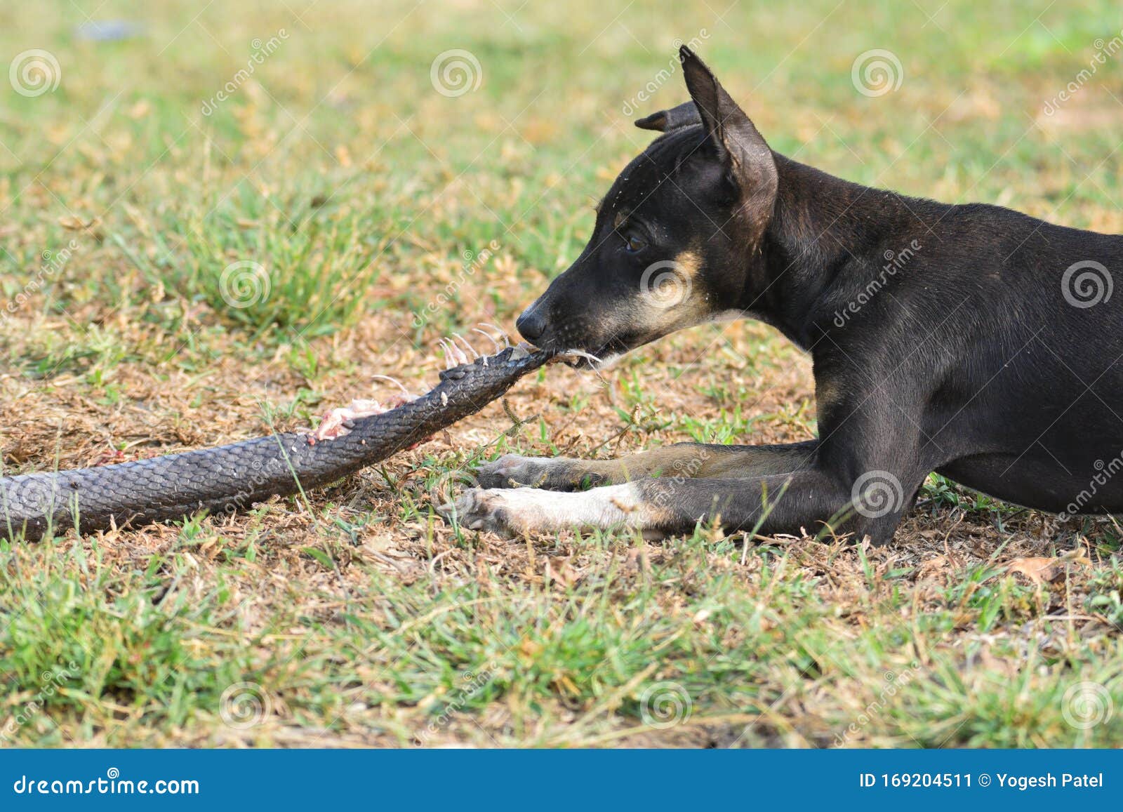 Dog eating rat sanke stock image. Image of farms, ahmedabad 169204511