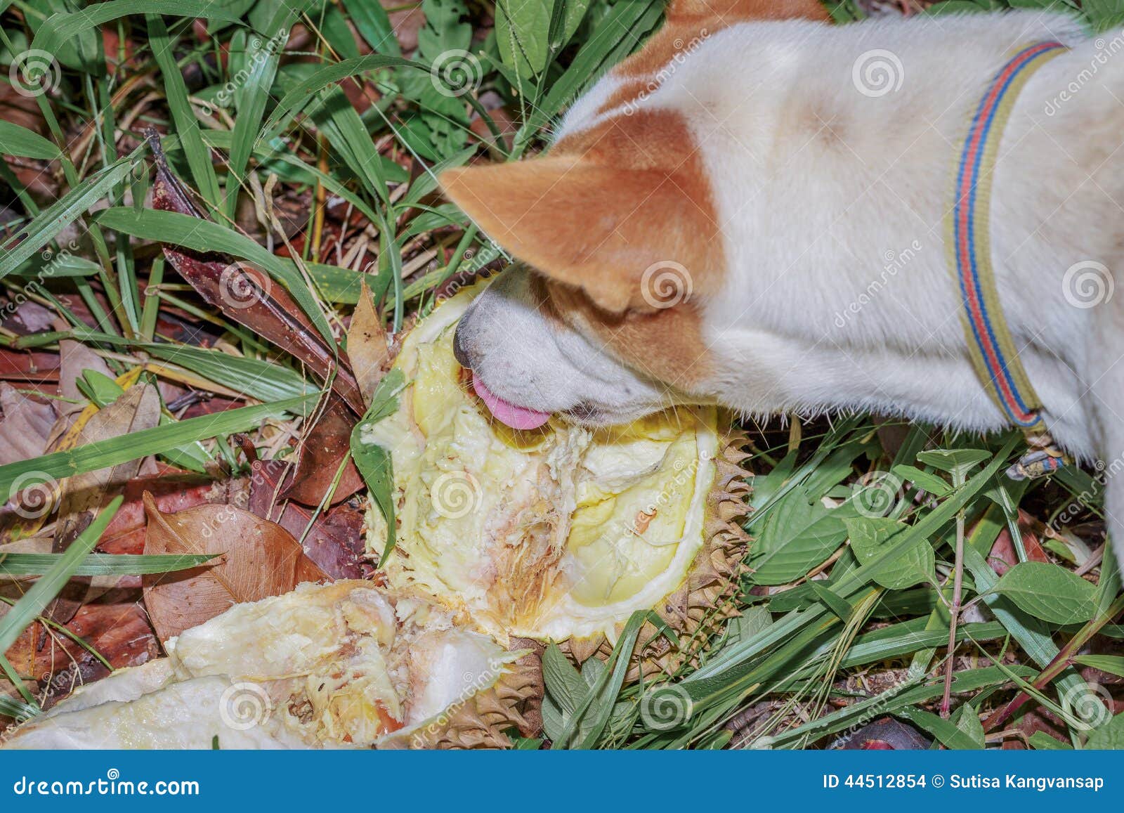 Dog eating ripen durian stock photo. Image of yummy, sweet 44512854