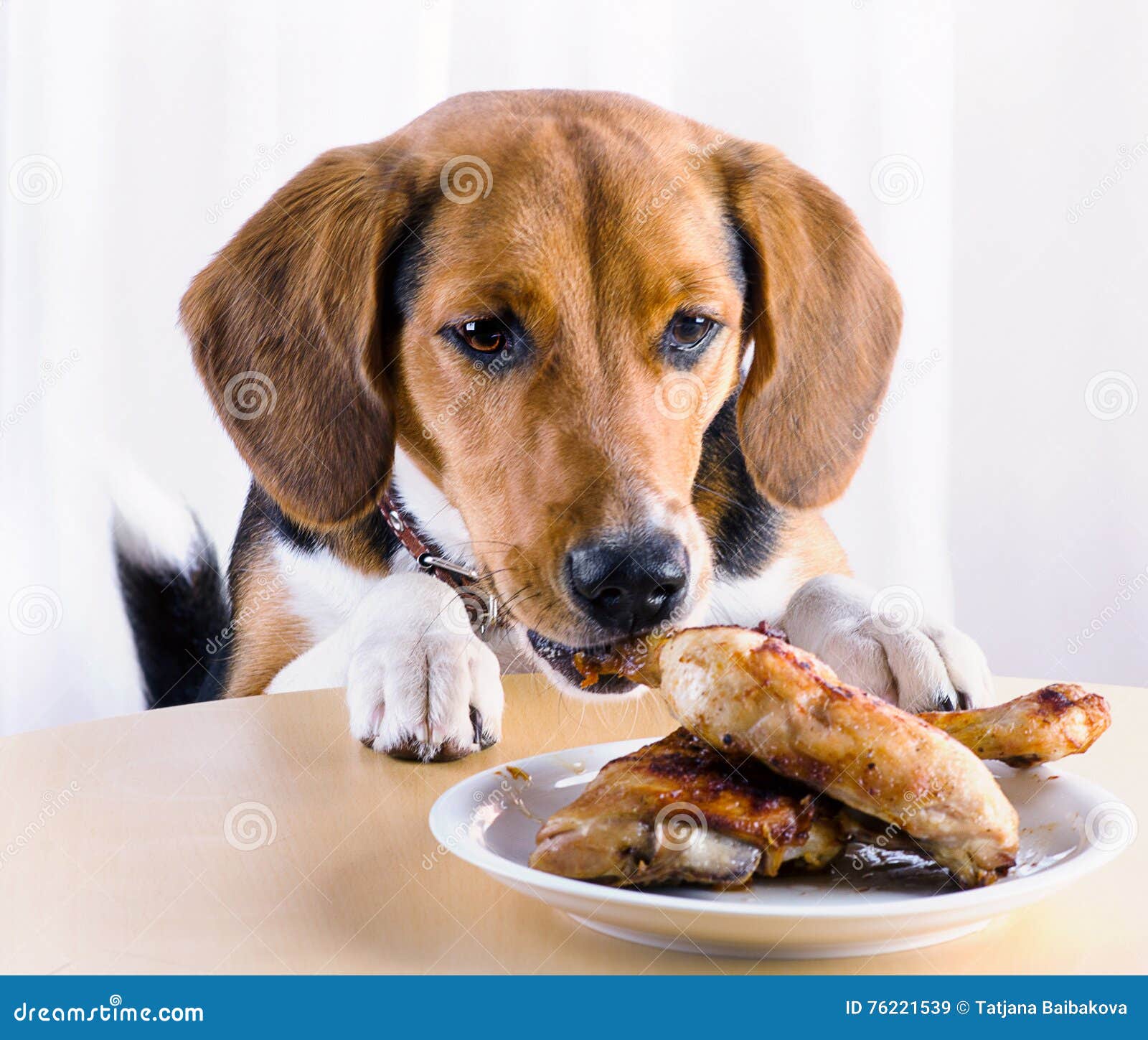 can dogs eat grilled chicken