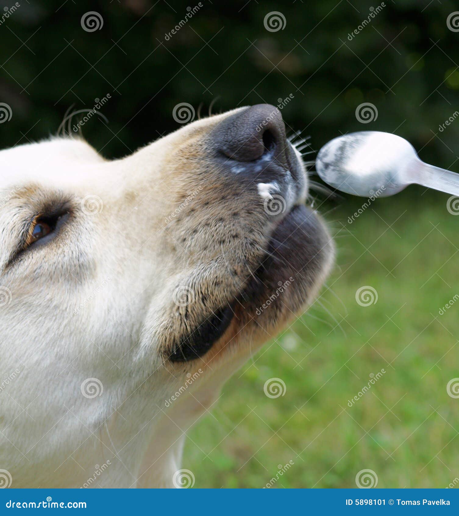 Dog eating from spoon stock image. Image of yogurt, eating 5898101