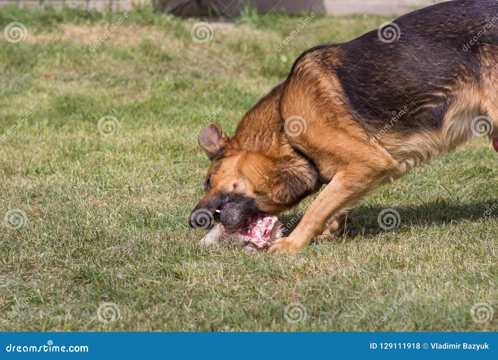 Dog Eats Bone Meat,German Shepherd Eats Bone Hunting Meat Stock Photo