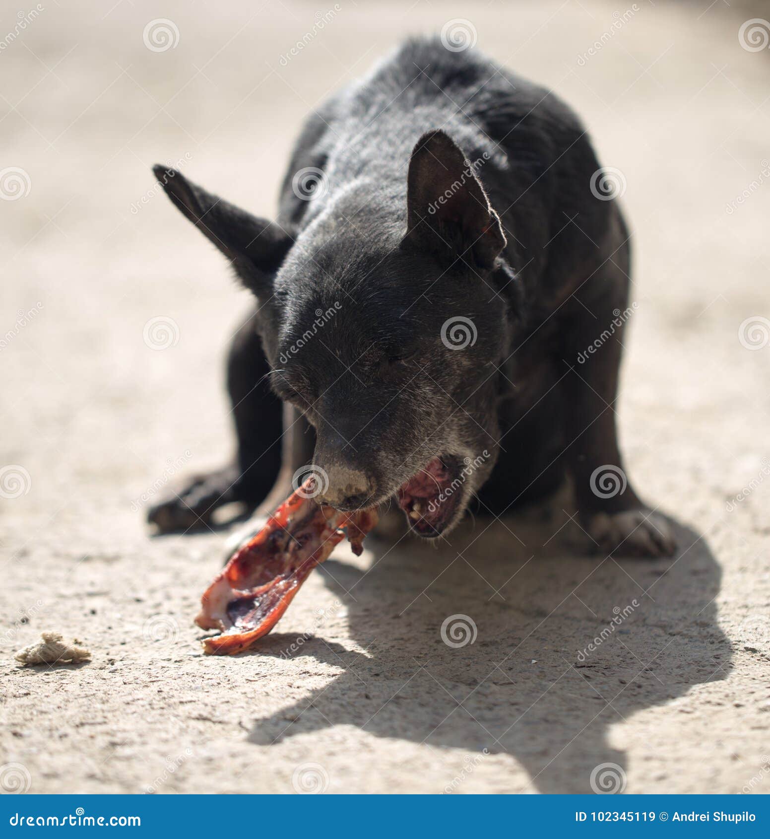 Dog eats bone stock image. Image of cute, canine, nutrition 102345119
