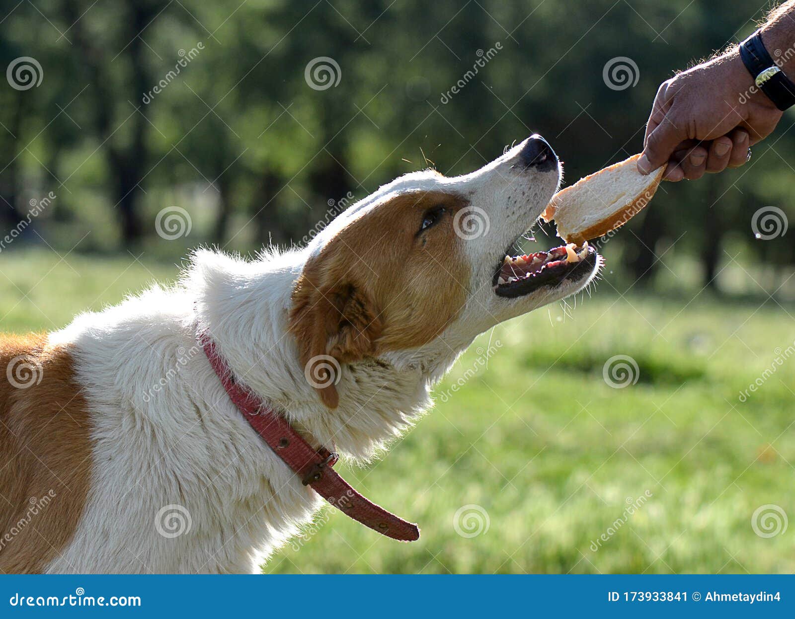 a dog eats bread from the owner hands