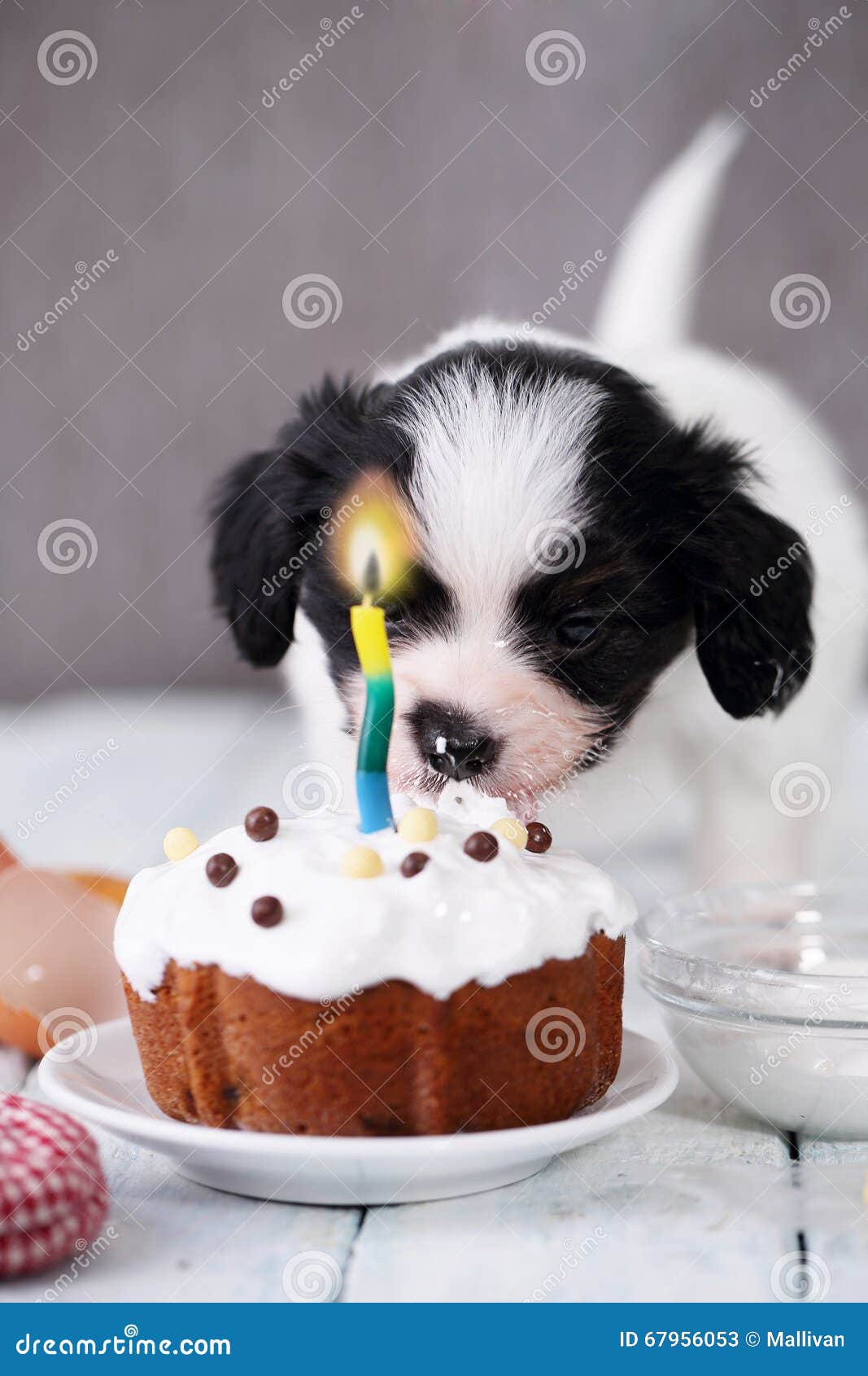 are dogs allowed to eat cake