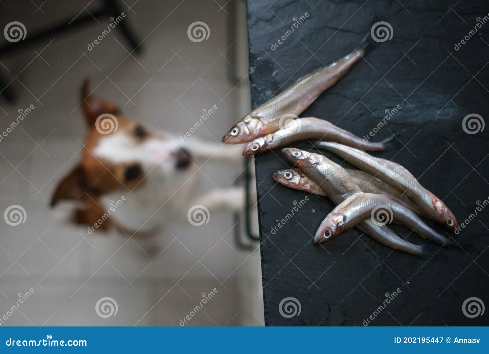 The Dog Eats Fish. Pet in the Kitchen Stock Image Image of care, fish