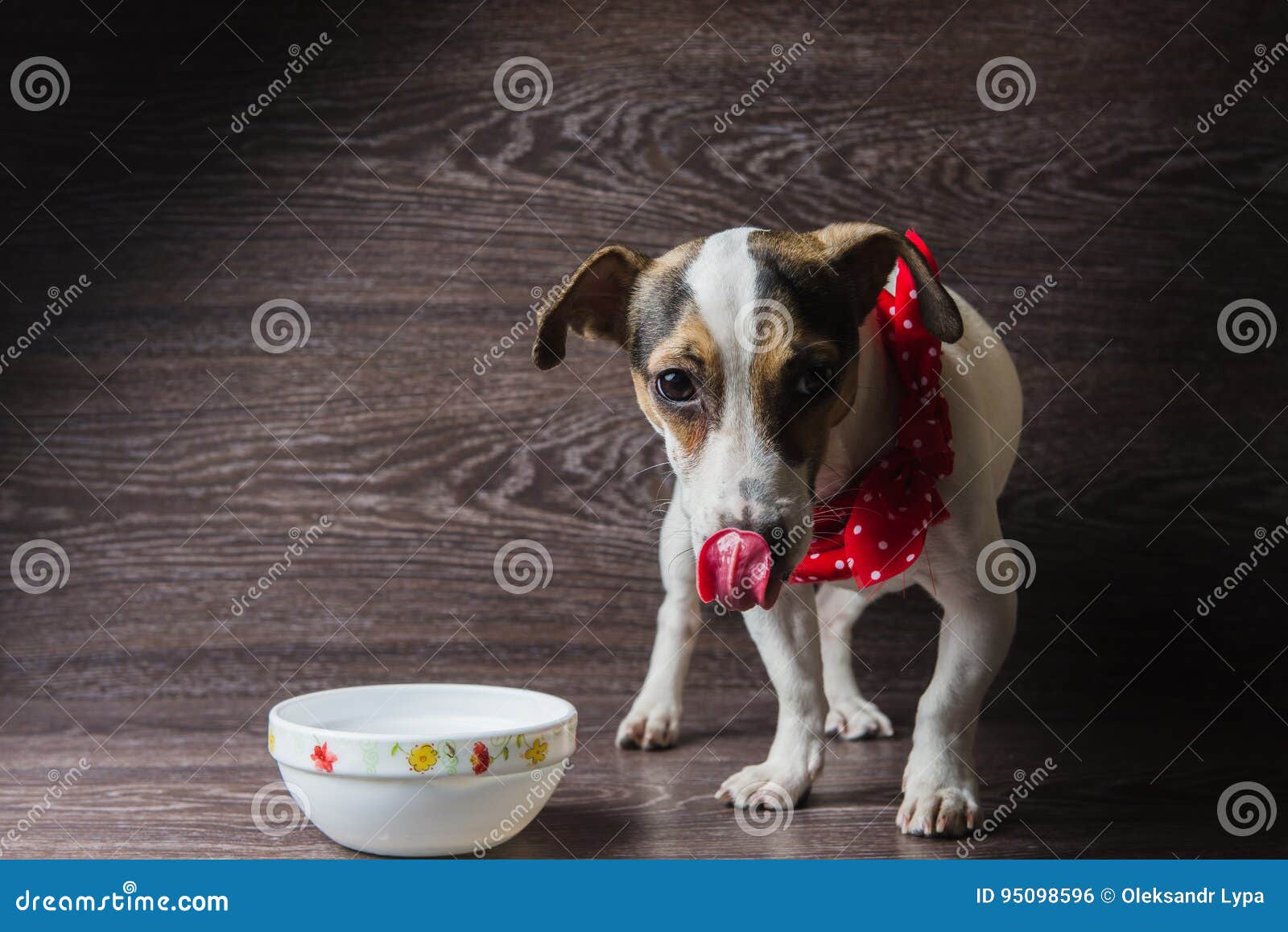 Dog eats from a plate stock photo. Image of festive, pedigree 95098596