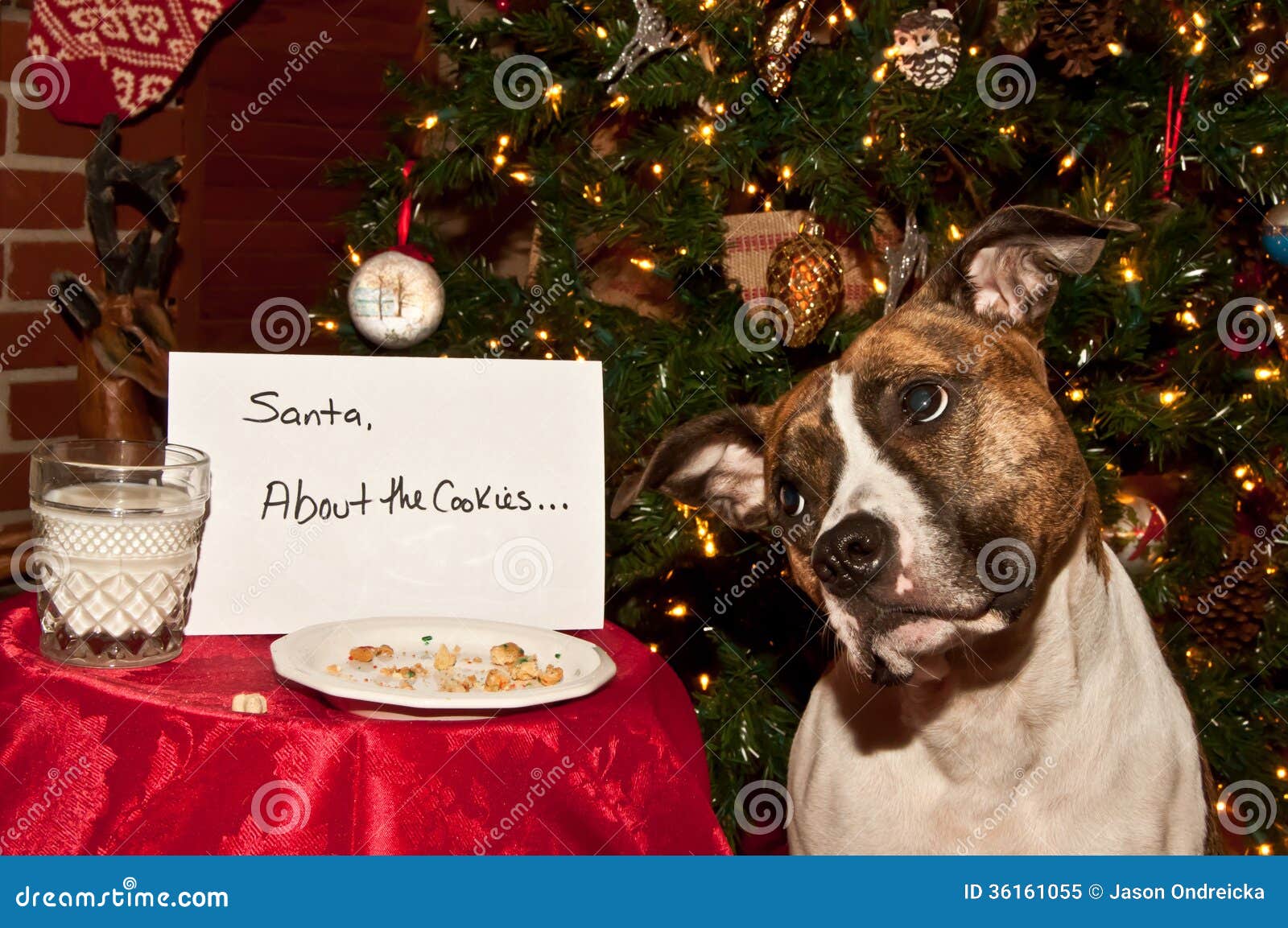 Dog Eats Santas Cookies. Royalty Free Stock Photo Image 36161055