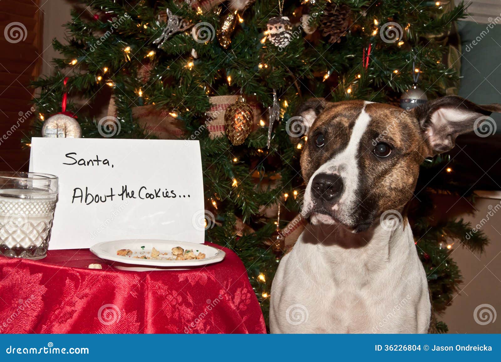 dog eats santas cookies.