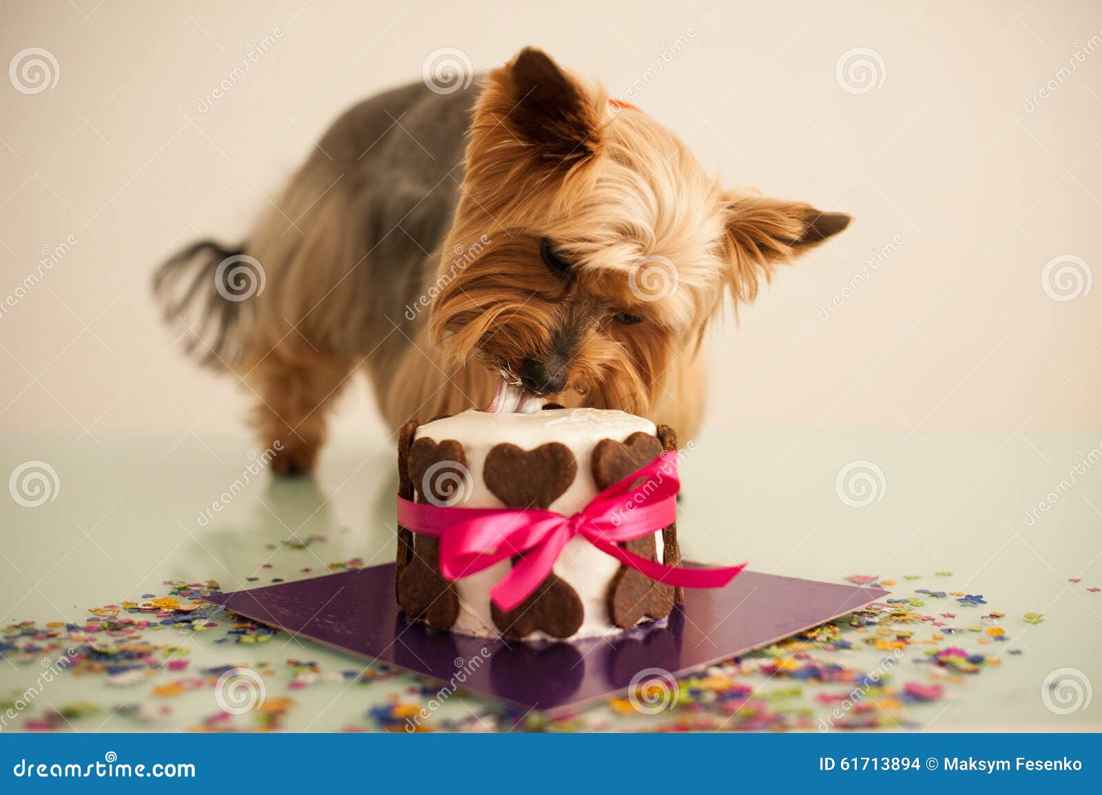 Dog in Eats a Small Birthday Cake Stock Photo Image of chihuahua
