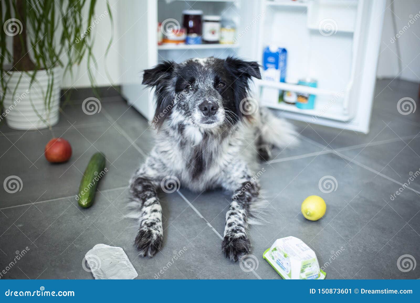 Mixed Breed Dog Steals Food From The Fridge. Stock Image Image of