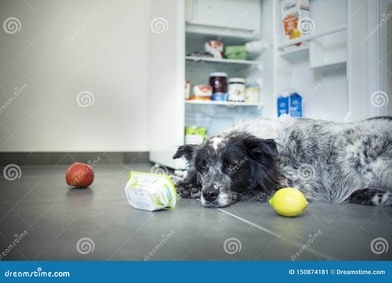 Mixed Breed Dog Steals Food from the Fridge. Stock Image Image of