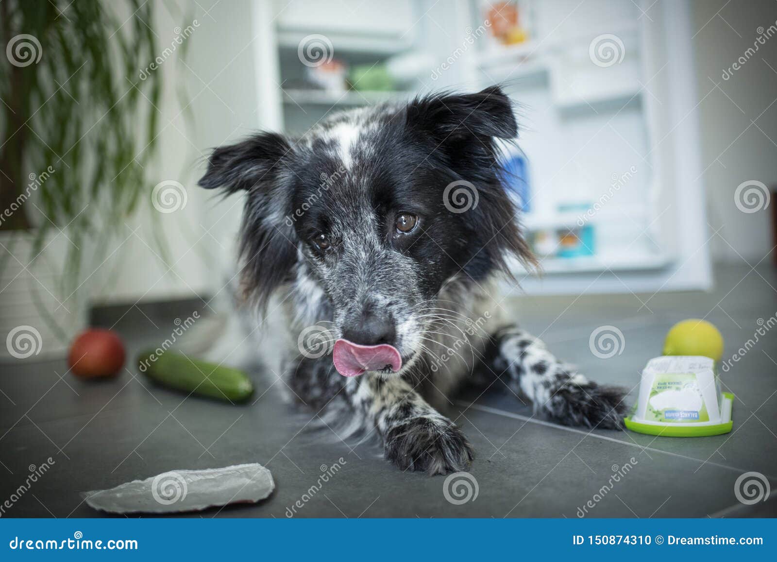 Mixed Breed Dog Steals Food from the Fridge. Stock Photo Image of