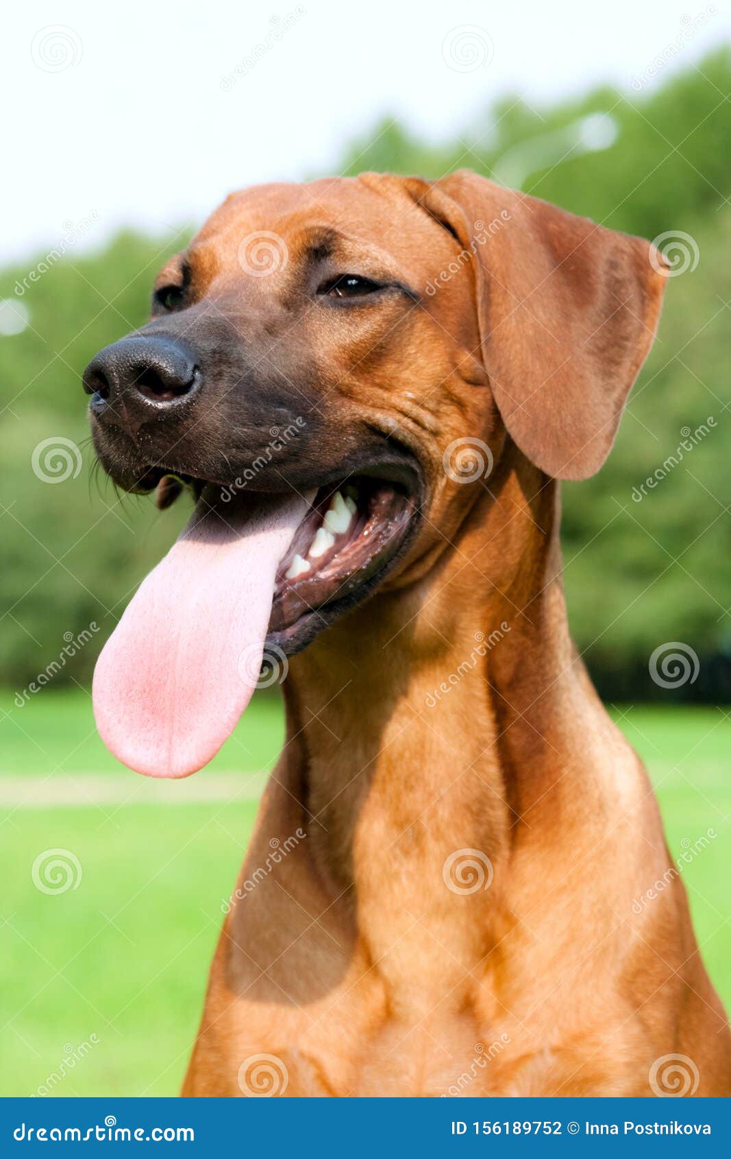 rhodesian ridgeback pedigree