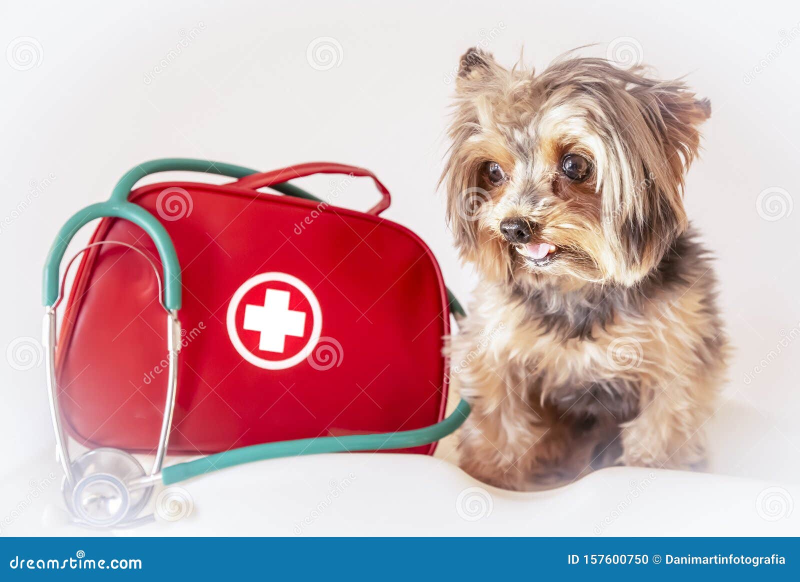 Dog with Emergency or First Aid Kit and Stethoscope. Foreground