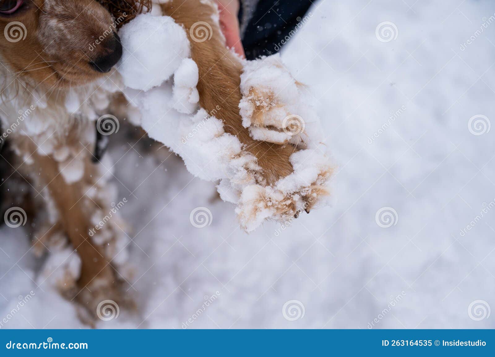 Dog English Cocker Spaniel in Snow Skates in Winter. Stock Image Image of cold, cocker 263164535