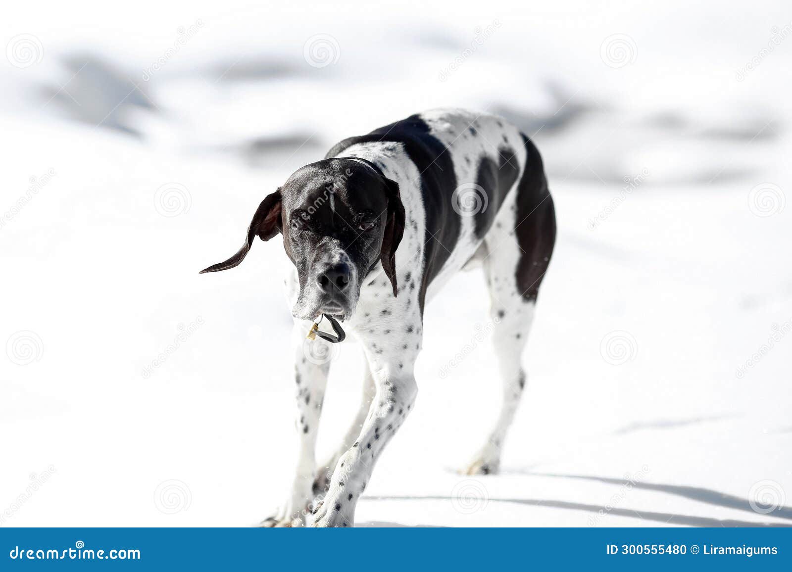Dog english pointer stock photo. Image of water, mammals 300555480