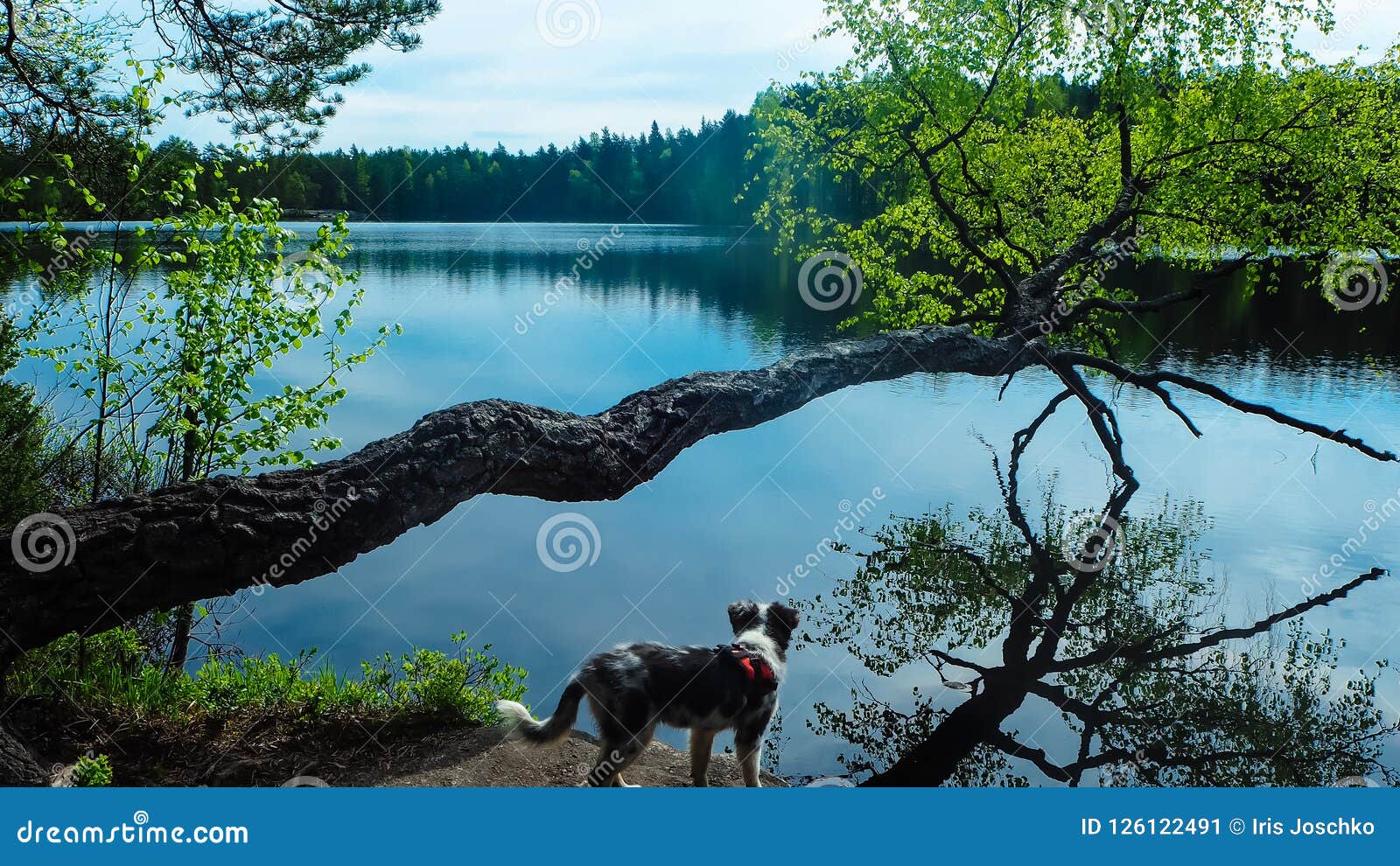 dog enjoying lake in finland