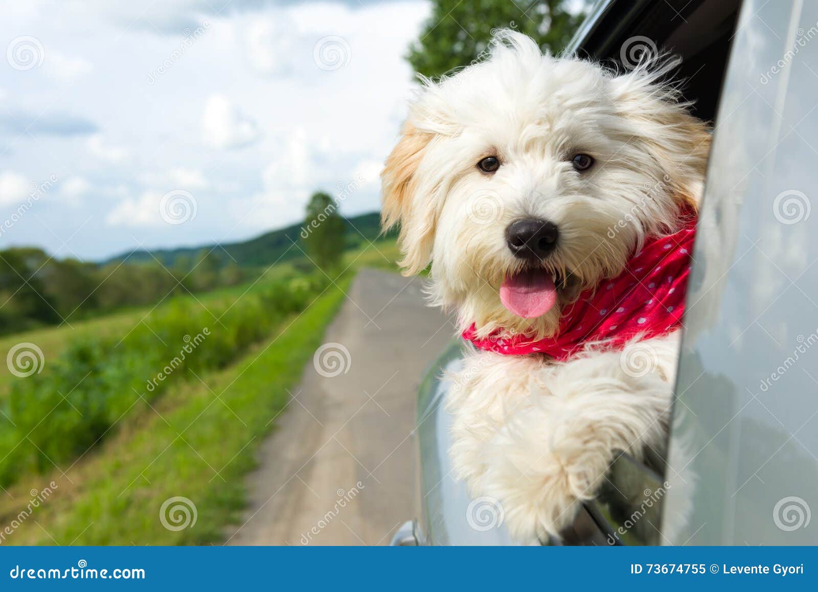 dog enjoying a ride with the car