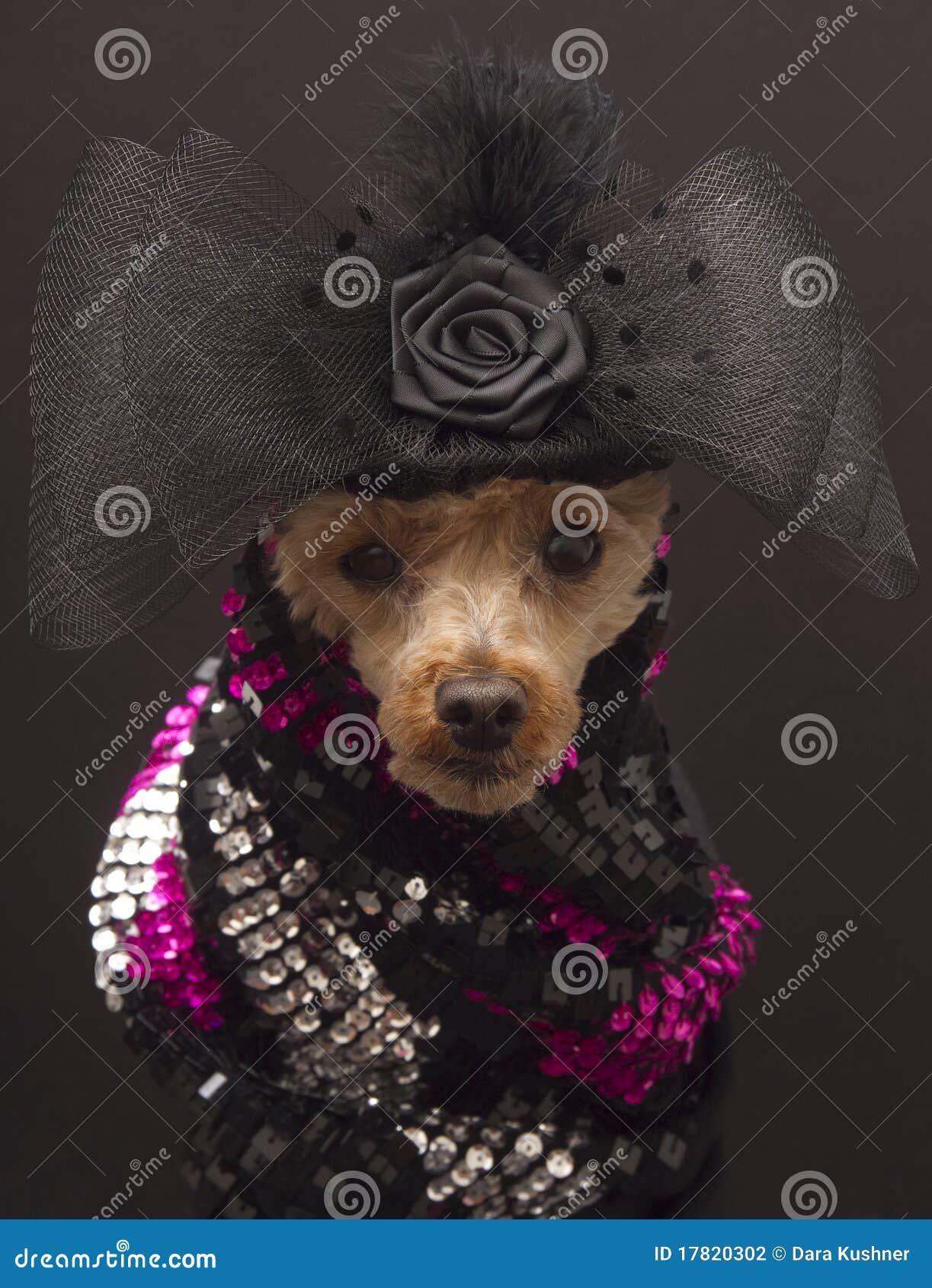 Dog in Evening Wear stock photo. Image of fancy, poodle 17820302