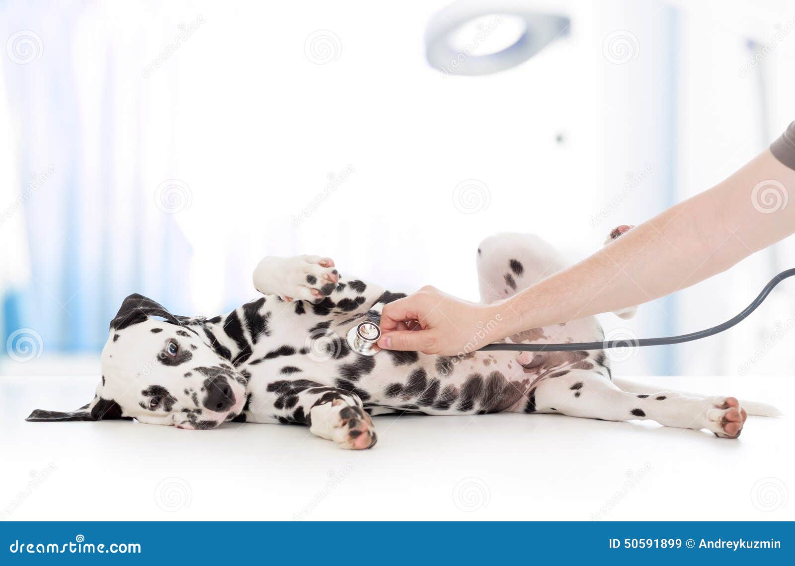 dog examination by veterinary doctor with