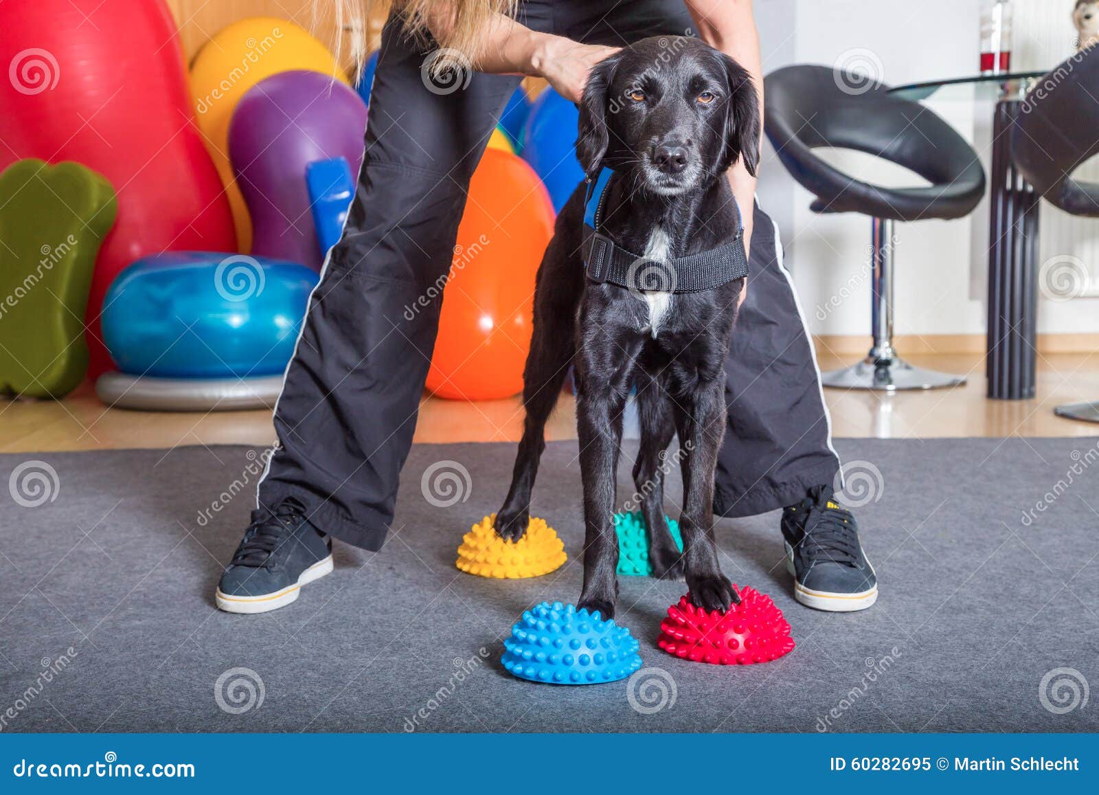 Dog exercise stock image. Image of cute, massage, stretching 60282695