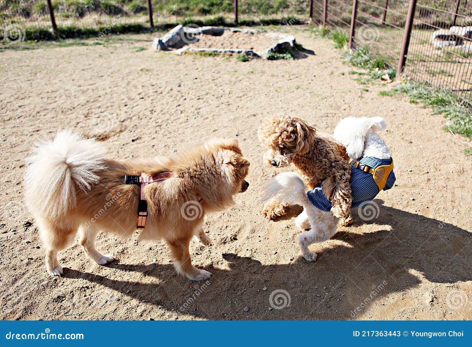 Dogs walk with humans stock image. Image of animal, scenery 217363443