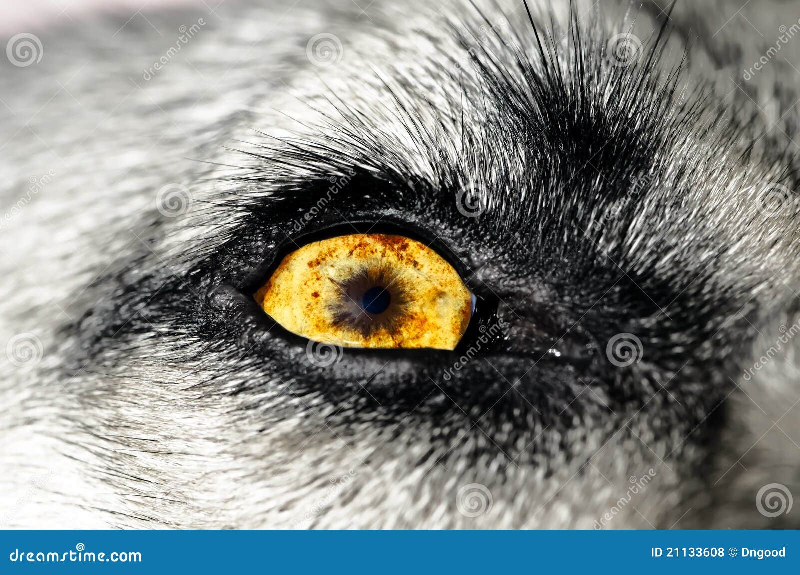 Dog Eye stock photo. Image of wolf, optical, close, animal 21133608