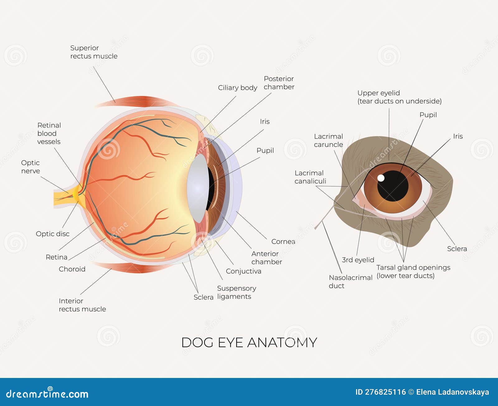 Dog Eye Anatomy Science Education Poster Stock Vector Illustration of