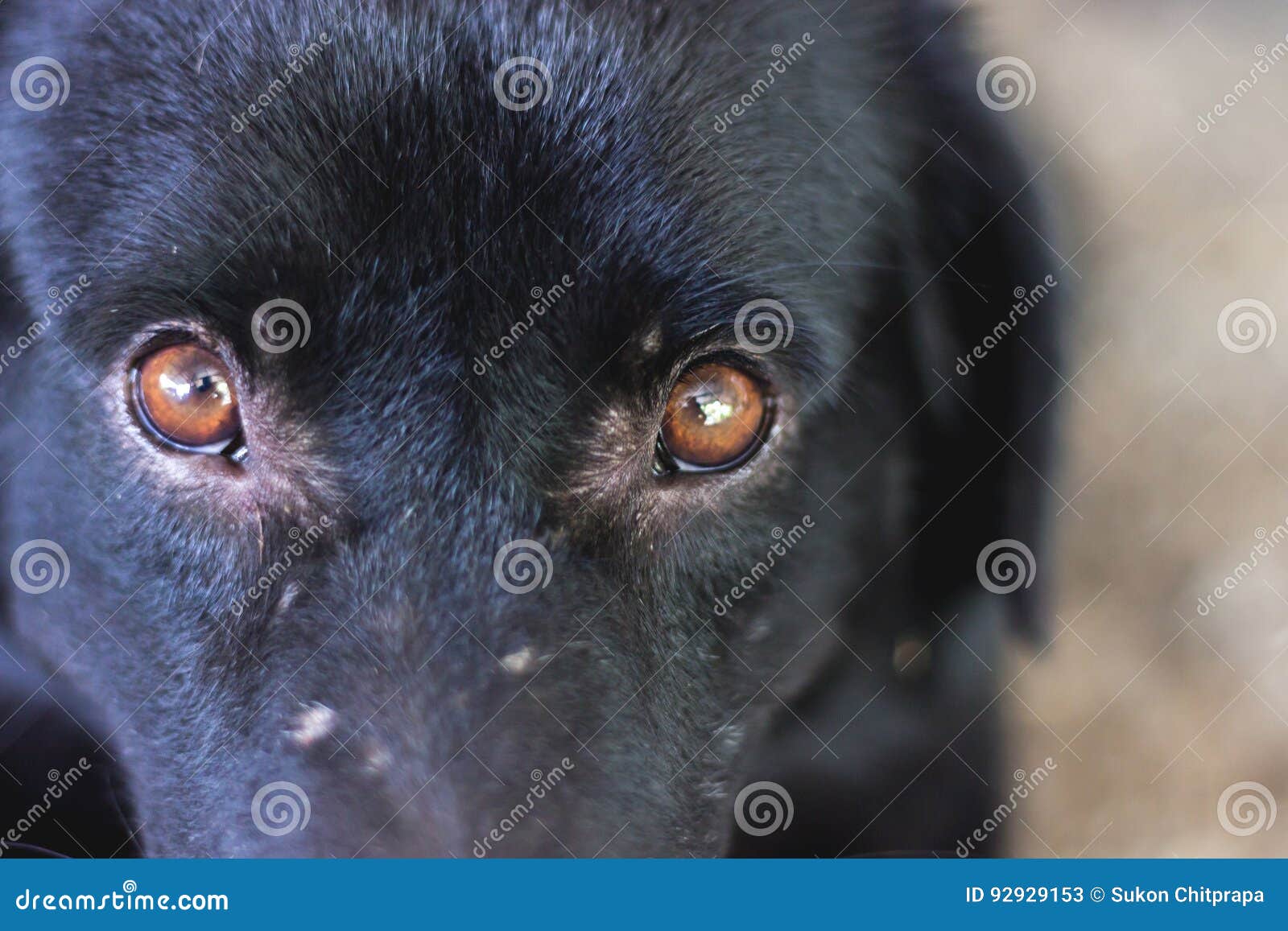 Dog eye stock image. Image of whiskers, close, carnivoran 92929153