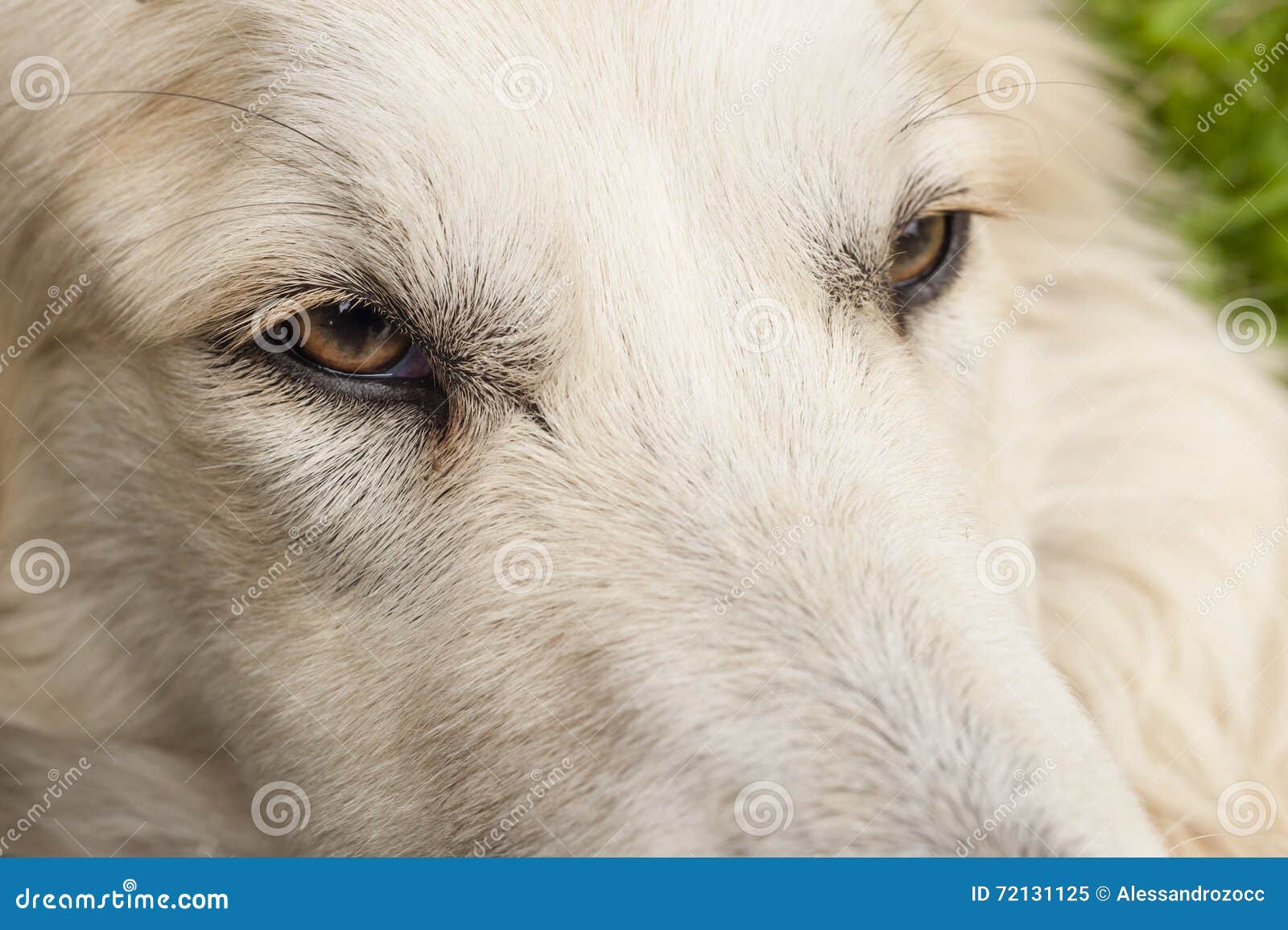 Dog eye stock image. Image of mammal, animal, domestic 72131125