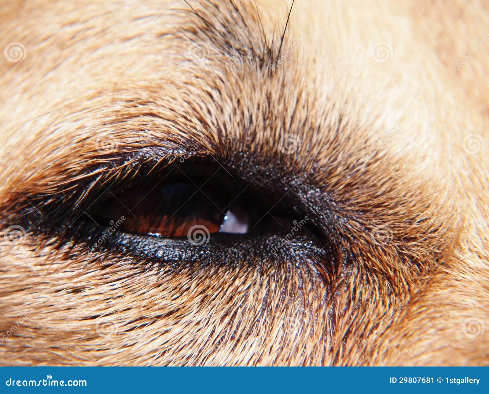 Dog eye (63) stock image. Image of light, detail, brown 29807681