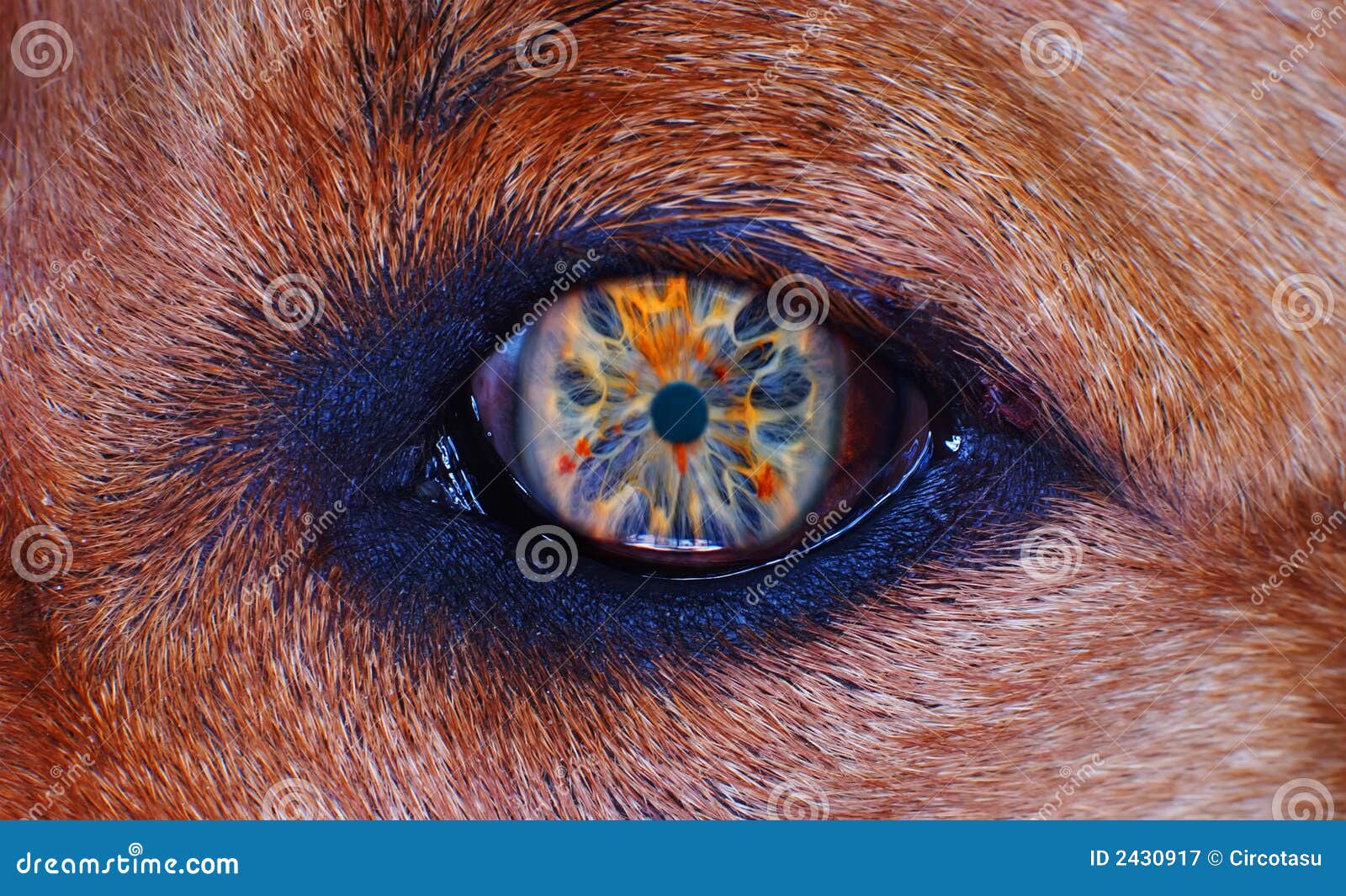 dog eye in macro