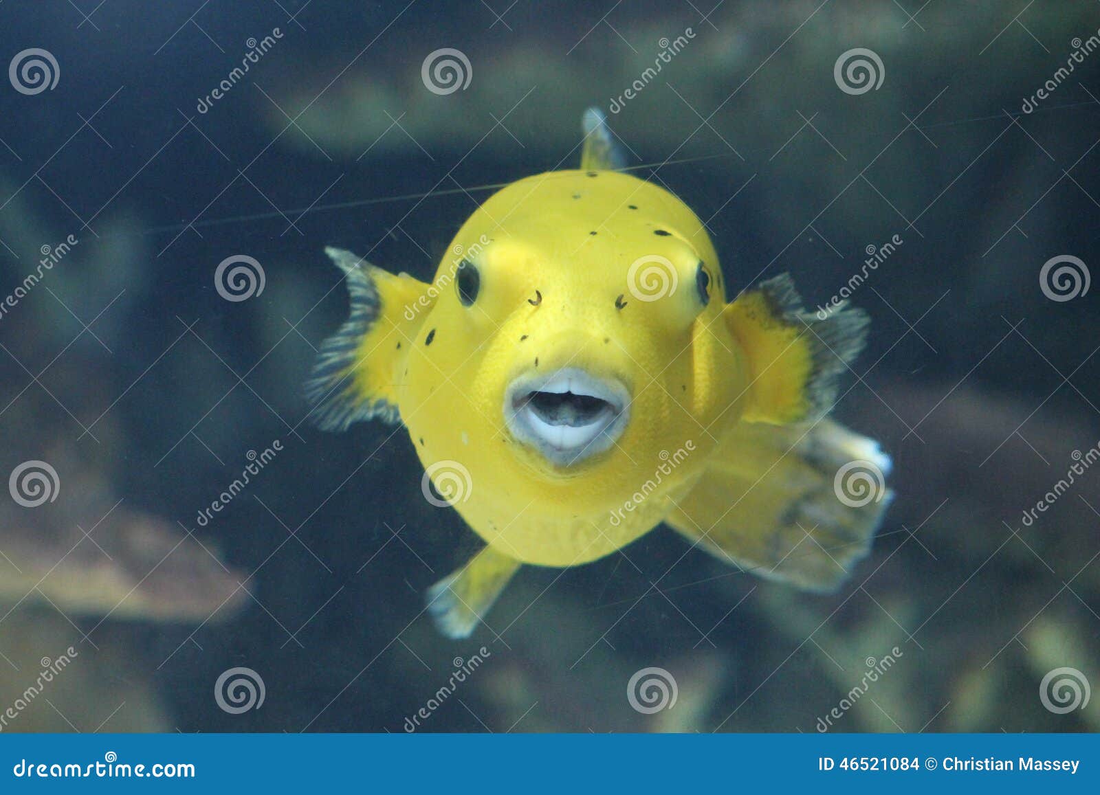 Dog Face puffer fish stock photo. Image of swimming, yellow - 46521084