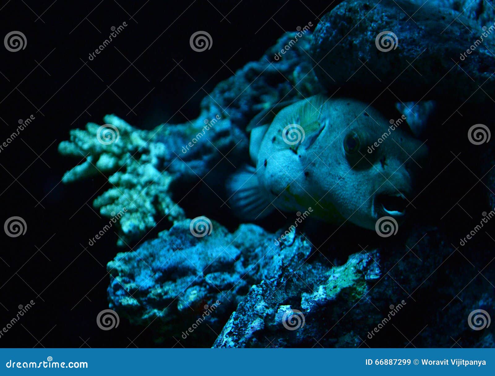 Dog-faced puffer fish stock image. Image of scuba, faced - 66887299